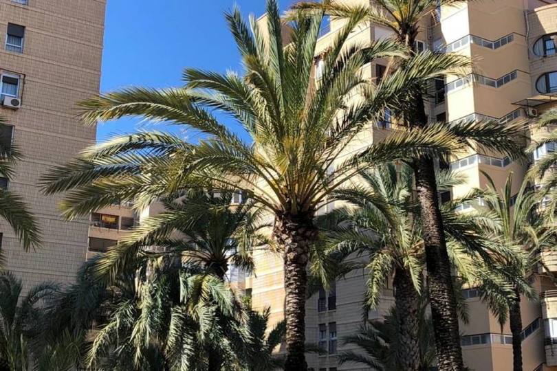 Elche,Alicante,España,3 Bedrooms Bedrooms,1 BañoBathrooms,Pisos,12560