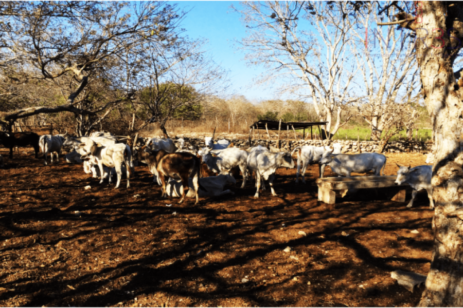 Mérida,Yucatán,México,Chacras-Quintas,TEKANTÓ,2989