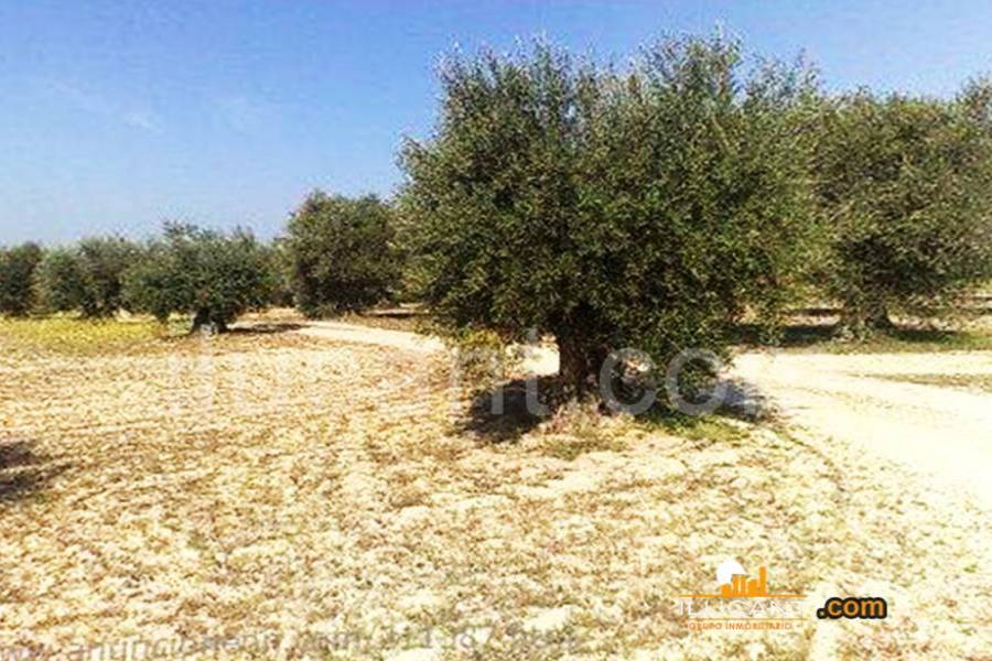 Agost,Alicante,España,Lotes-Terrenos,24386