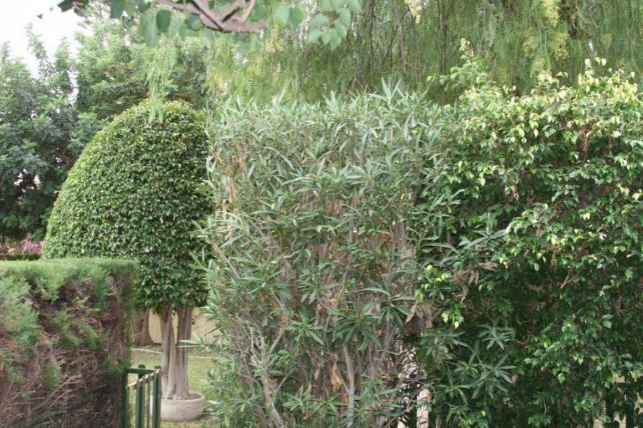 San Juan,Alicante,España,2 Bedrooms Bedrooms,2 BathroomsBathrooms,Bungalow,24454