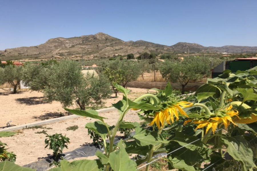 Sax,Alicante,España,4 Bedrooms Bedrooms,1 BañoBathrooms,Casas,24463