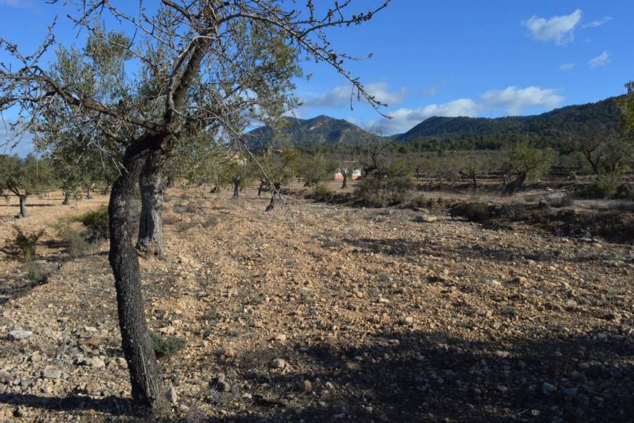 Biar,Alicante,España,1 Dormitorio Bedrooms,Casas,24475