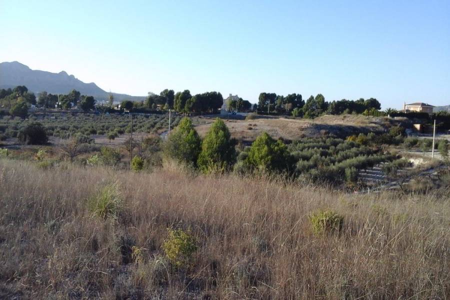 Sax,Alicante,España,Lotes-Terrenos,24824