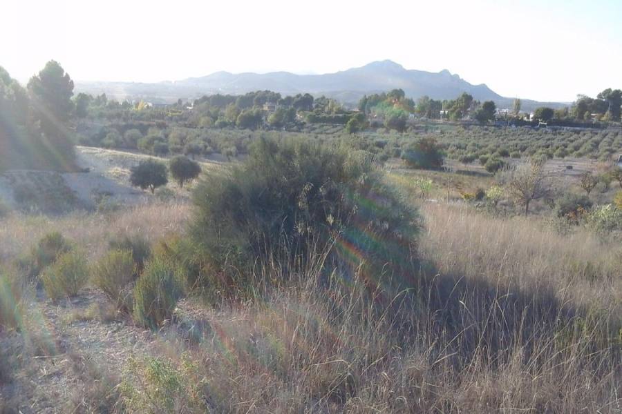 Sax,Alicante,España,Lotes-Terrenos,24824