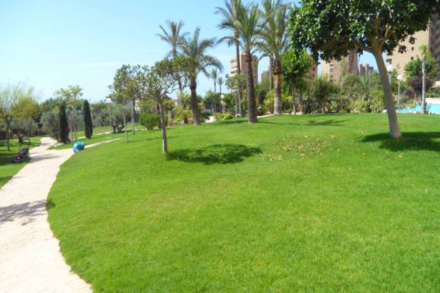 Benidorm,Alicante,España,1 Dormitorio Bedrooms,1 BañoBathrooms,Apartamentos,25735