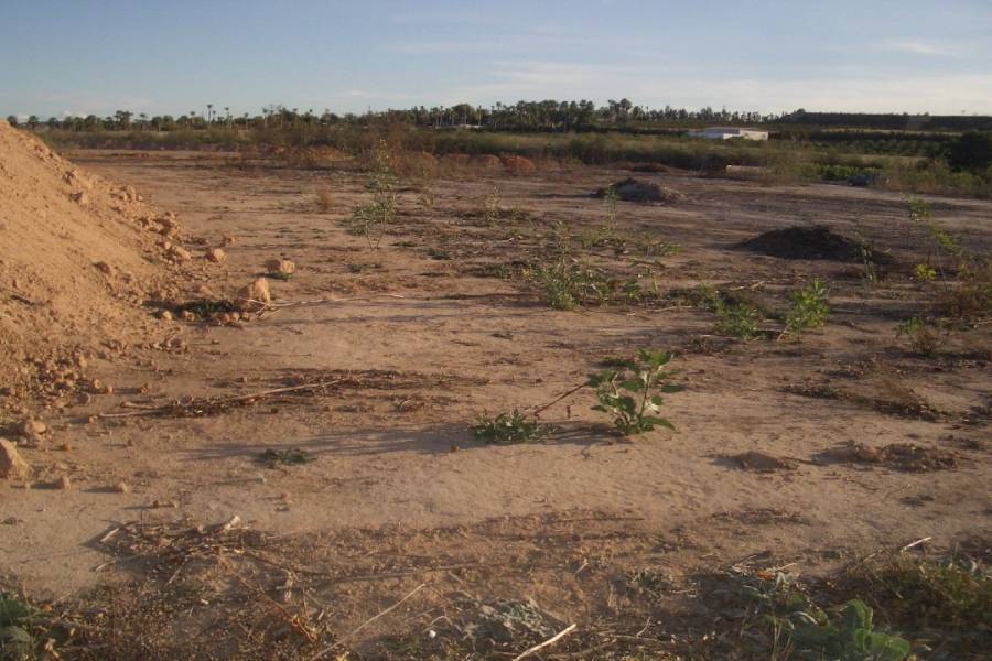 San Miguel de Salinas,Alicante,España,Lotes-Terrenos,32144