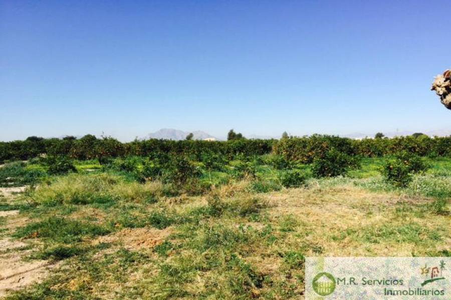 Almoradí,Alicante,España,3 Bedrooms Bedrooms,1 BañoBathrooms,Fincas-Villas,3779