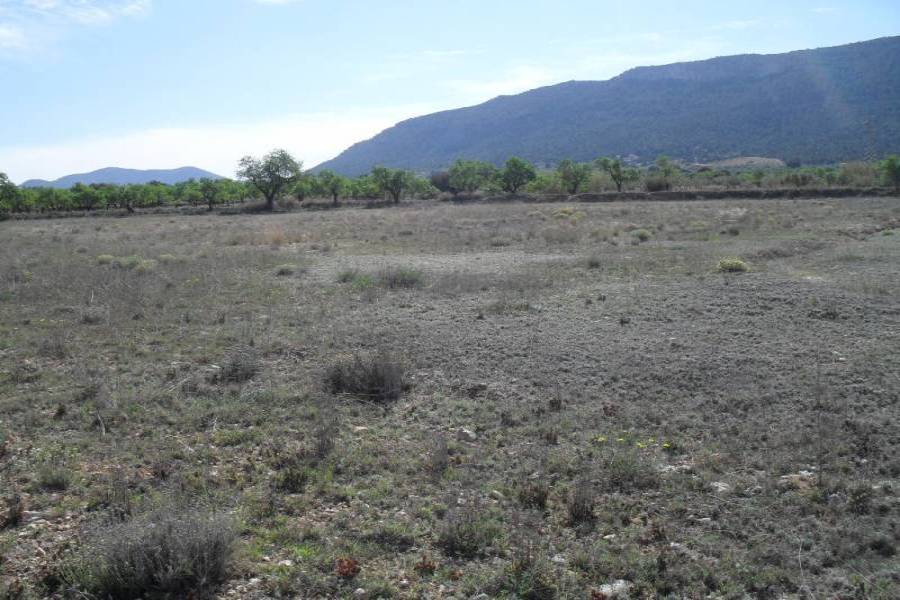 Villena,Alicante,España,Parcela,34236