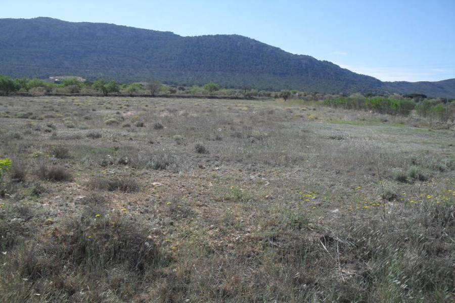 Villena,Alicante,España,Parcela,34236