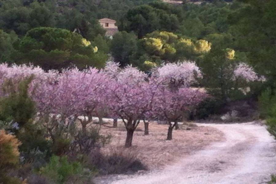 Castalla,Alicante,España,4 Bedrooms Bedrooms,4 BathroomsBathrooms,Lotes-Terrenos,34384