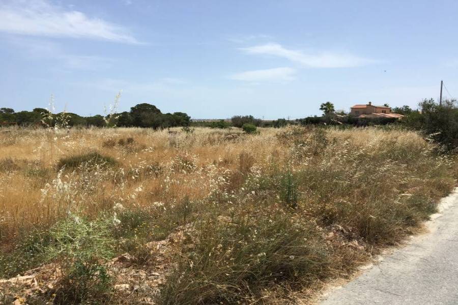 Elche,Alicante,España,Parcela,34610