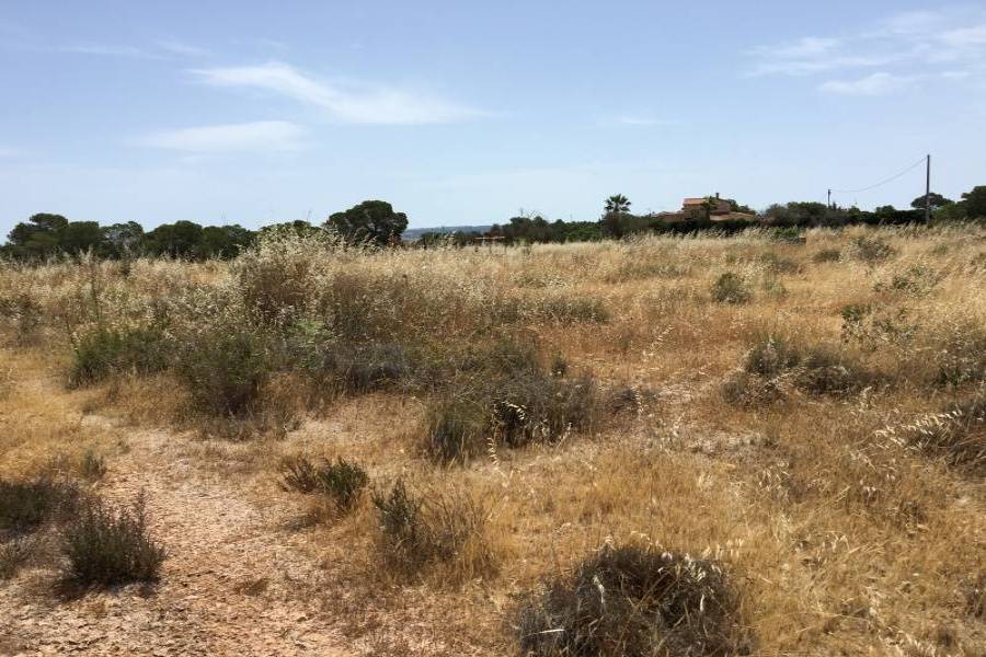 Elche,Alicante,España,Parcela,34610