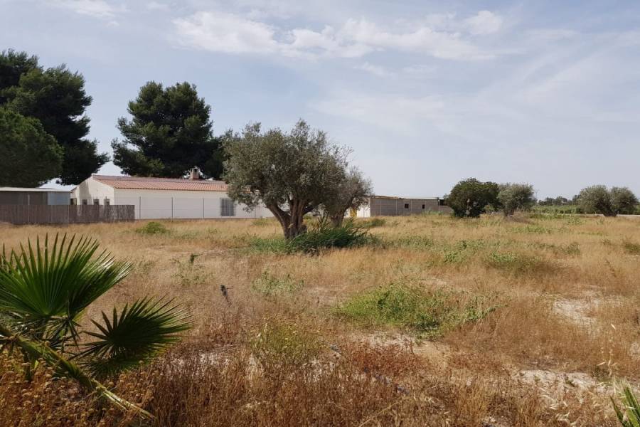 Elche,Alicante,España,Casas,34809