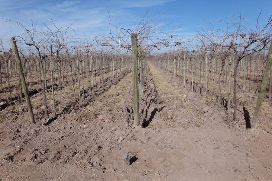 Mendoza,Campos,Manzanares esquina Larrazabal,2,1345