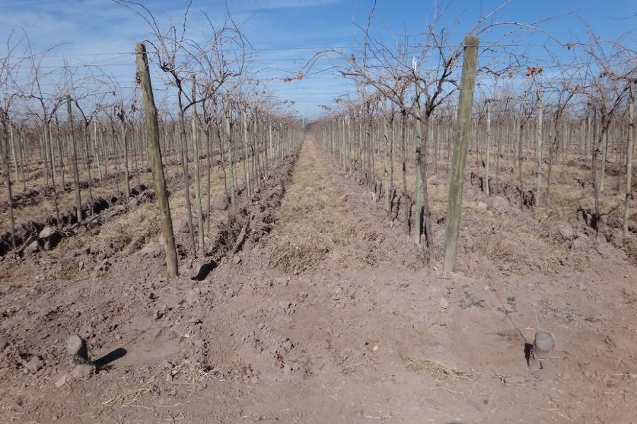 Mendoza,Campos,Manzanares esquina Larrazabal,2,1345