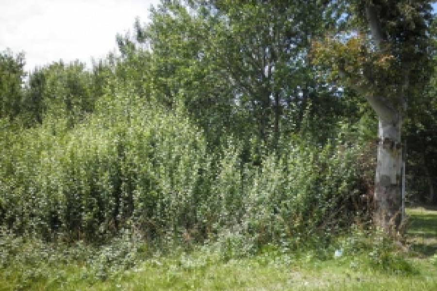 Las Toninas, Buenos Aires, Argentina, ,Lotes-Terrenos,Venta,COSTA CHICA - CALLE 25,40805