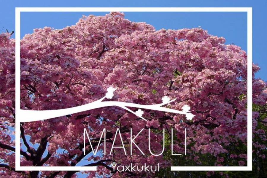 Yaxkukul,Yucatán,Mexico,Lotes-Terrenos,4551