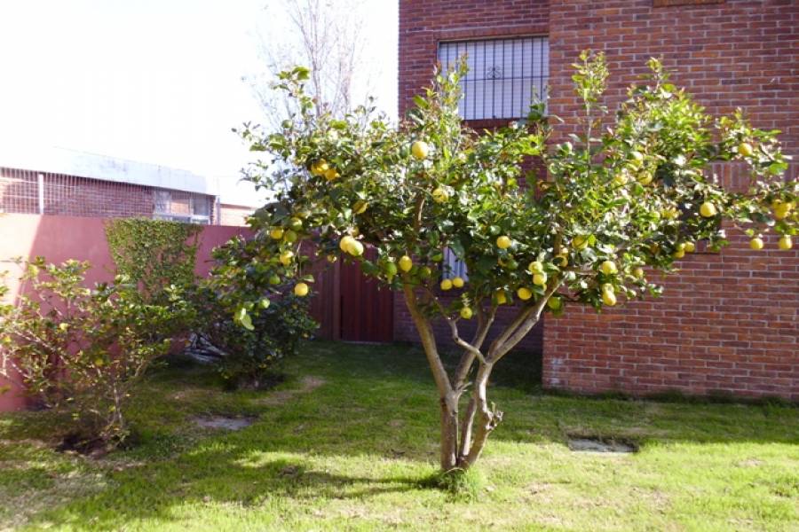 Punta del Este, Maldonado, Uruguay, 3 Bedrooms Bedrooms, ,2 BathroomsBathrooms,Casas,Temporario,41740