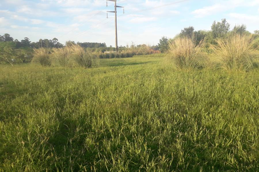 Colon, Entre Ríos, Argentina, ,Lotes-Terrenos,Venta,Colonia Hughes,42683