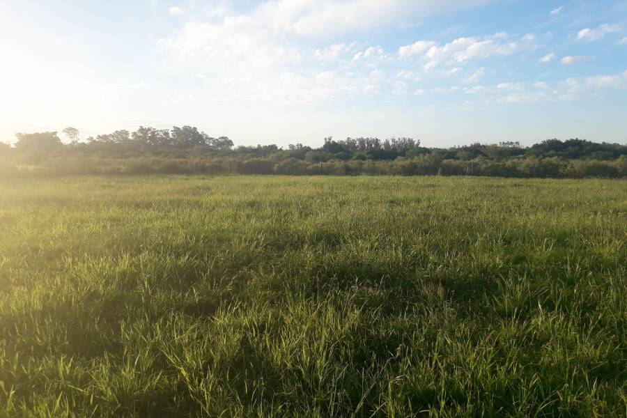 Colon, Entre Ríos, Argentina, ,Lotes-Terrenos,Venta,Colonia Hughes,42683