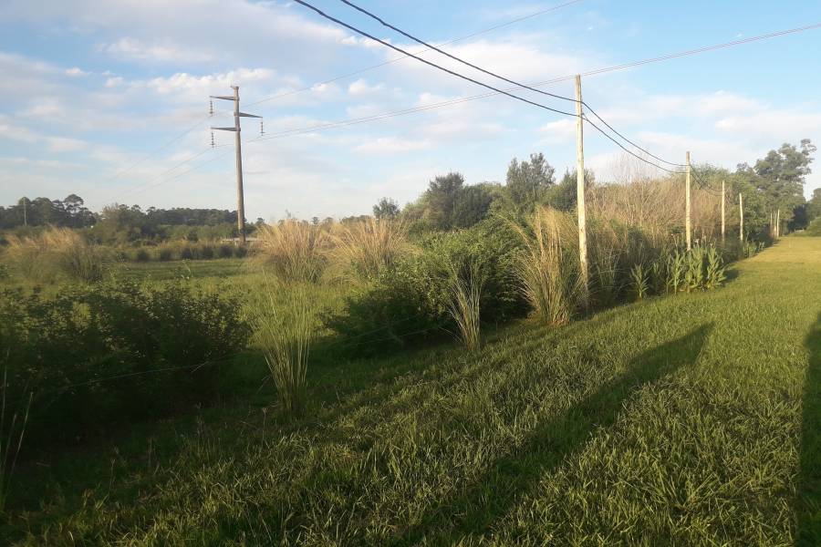 Colon, Entre Ríos, Argentina, ,Lotes-Terrenos,Venta,Colonia Hughes,42683