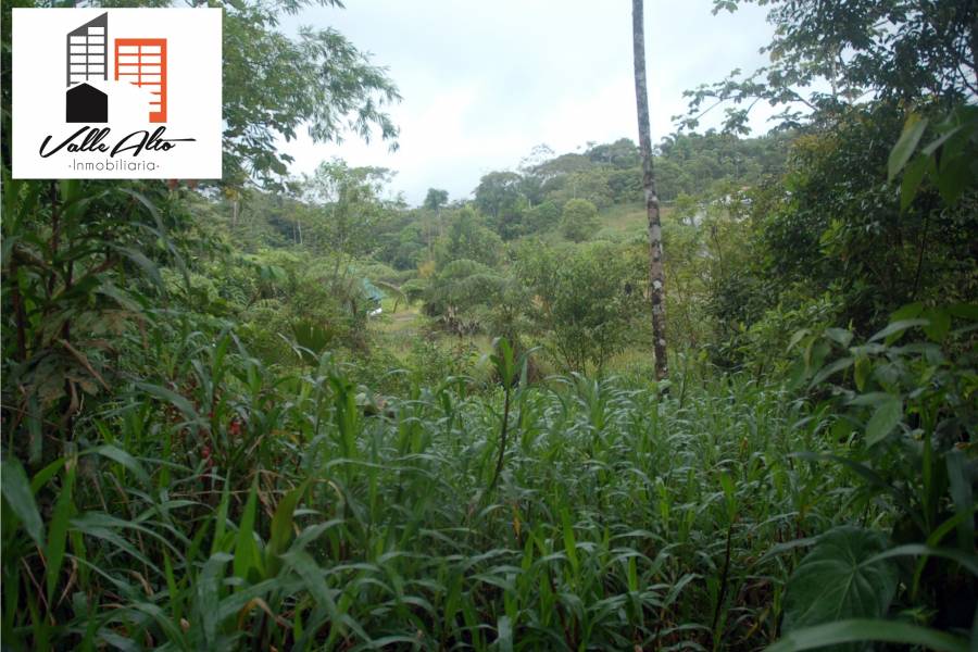 Puyo, PASTAZA, Ecuador, ,Lotes-Terrenos,Venta,42859