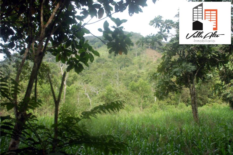 El Pangui, New York, USA, ,Lotes-Terrenos,Venta,1,43201