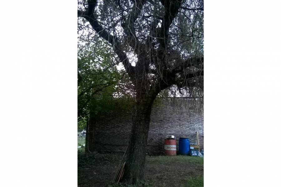 Ibarlucea,Santa Fe,1 Dormitorio Habitaciones,1 BañoBaños,Casas,Calle 3,1432