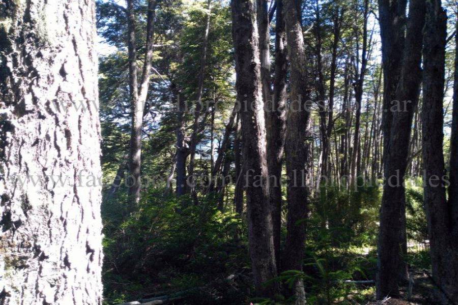 Villa La Angostura,Neuquén,Argentina,Lotes-Terrenos,N° 25,5277