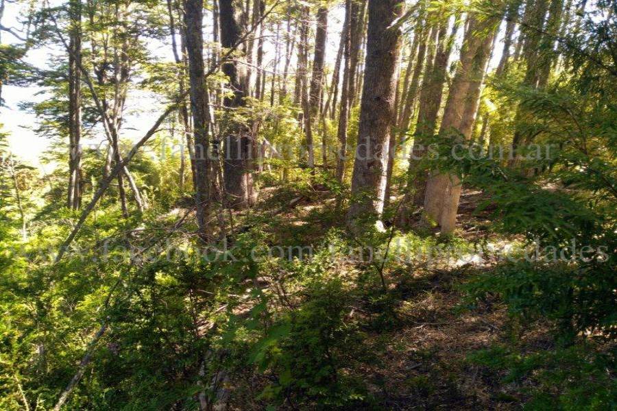 Villa La Angostura,Neuquén,Argentina,Lotes-Terrenos,N° 25,5277