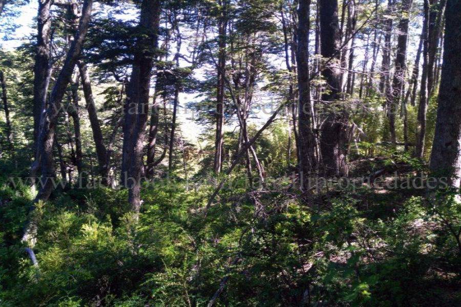 Villa La Angostura,Neuquén,Argentina,Lotes-Terrenos,N° 25,5277