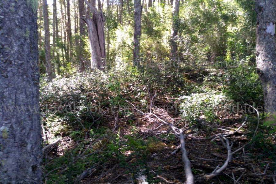 Villa La Angostura,Neuquén,Argentina,Lotes-Terrenos,N° 25,5277