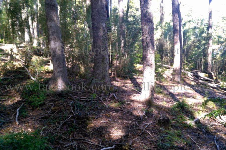 Villa La Angostura,Neuquén,Argentina,Lotes-Terrenos,N° 25,5277