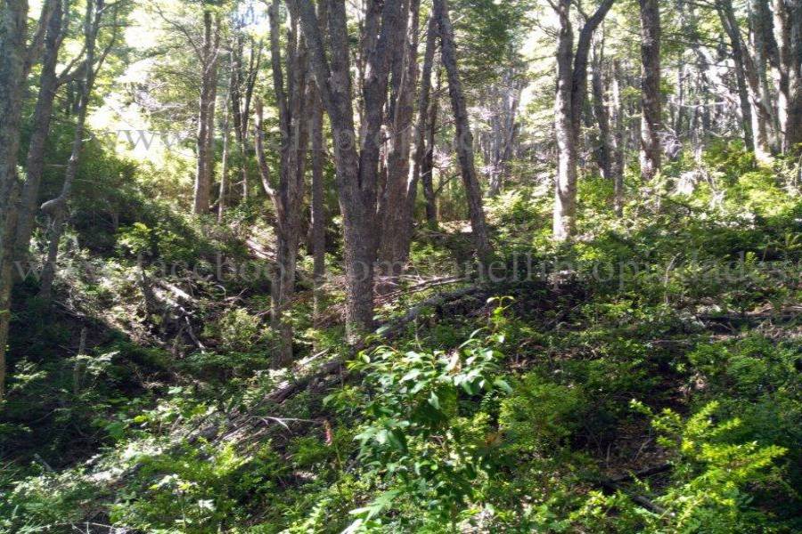 Villa La Angostura,Neuquén,Argentina,Lotes-Terrenos,N° 25,5277