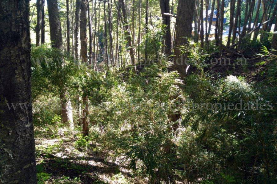 Villa La Angostura,Neuquén,Argentina,Lotes-Terrenos,N° 25,5277