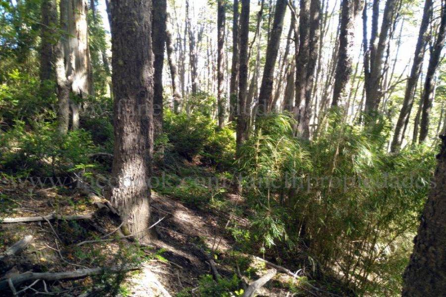 Villa La Angostura,Neuquén,Argentina,Lotes-Terrenos,N° 25,5277