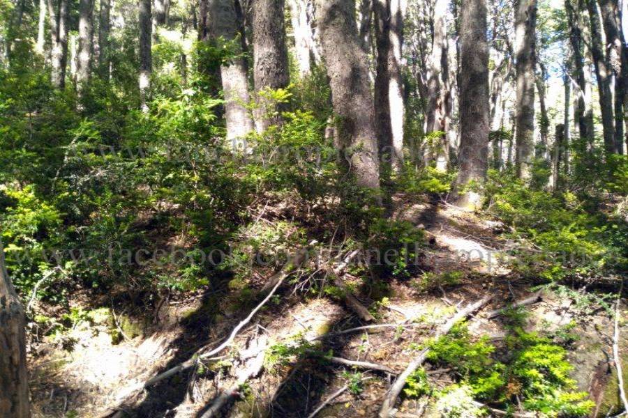 Villa La Angostura,Neuquén,Argentina,Lotes-Terrenos,N° 25,5277