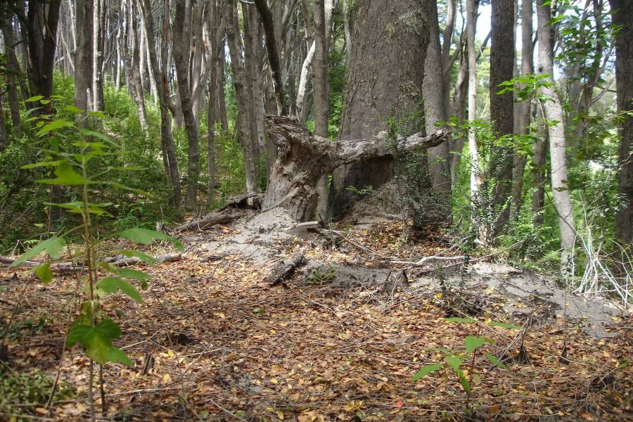 Villa La Angostura,Neuquén,Argentina,Lotes-Terrenos,Ruta 40,5365