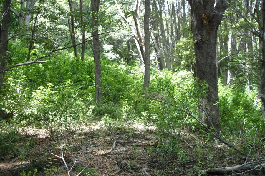 Villa La Angostura,Neuquén,Argentina,Lotes-Terrenos,Ruta 40,5365