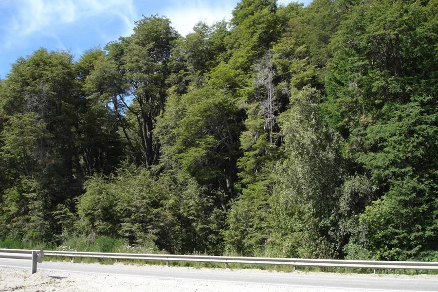 Villa La Angostura,Neuquén,Argentina,Lotes-Terrenos,Ruta 40,5365