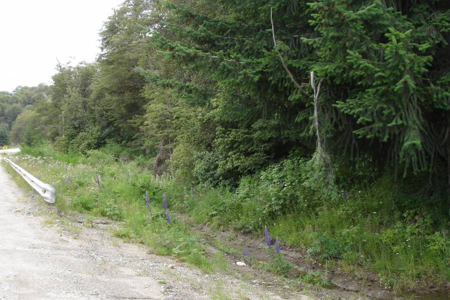 Villa La Angostura,Neuquén,Argentina,Lotes-Terrenos,Ruta 40,5365