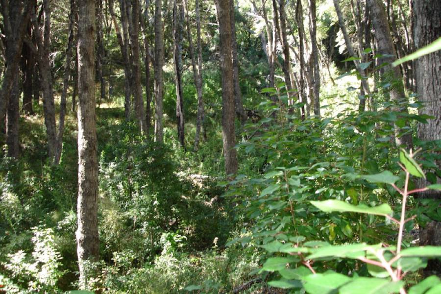 Villa La Angostura,Neuquén,Argentina,Lotes-Terrenos,Ruta 40,5365