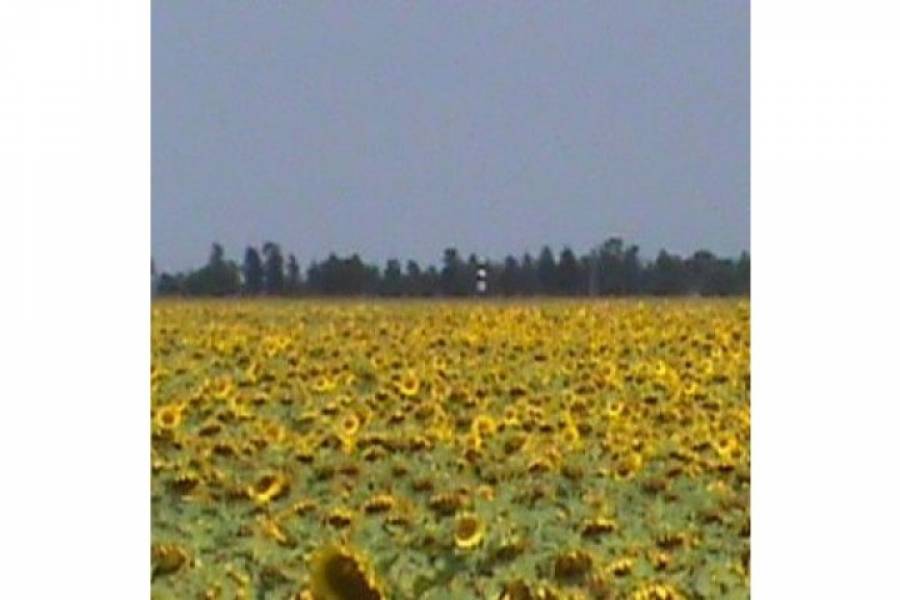 Pampa del Infierno,Chaco,Campos,Ruta 16,1455