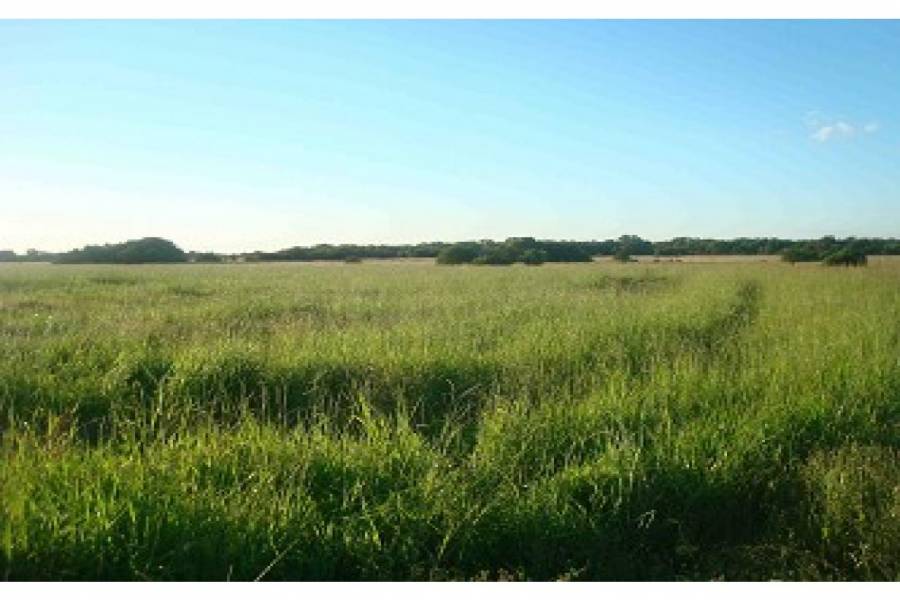 Gancedo,Chaco,Campos,Ruta 89,1465