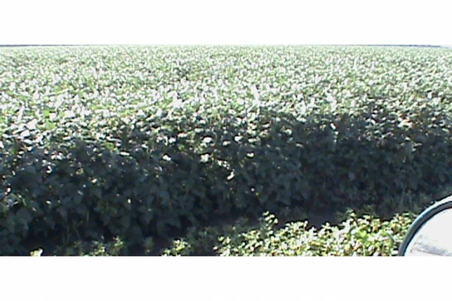 Pampa del Infierno,Chaco,Campos,Ruta 16,1474
