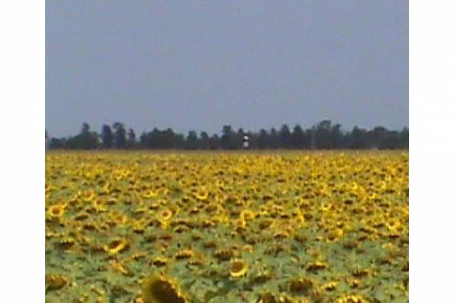 Pampa del Infierno,Chaco,Campos,Ruta 16,1474