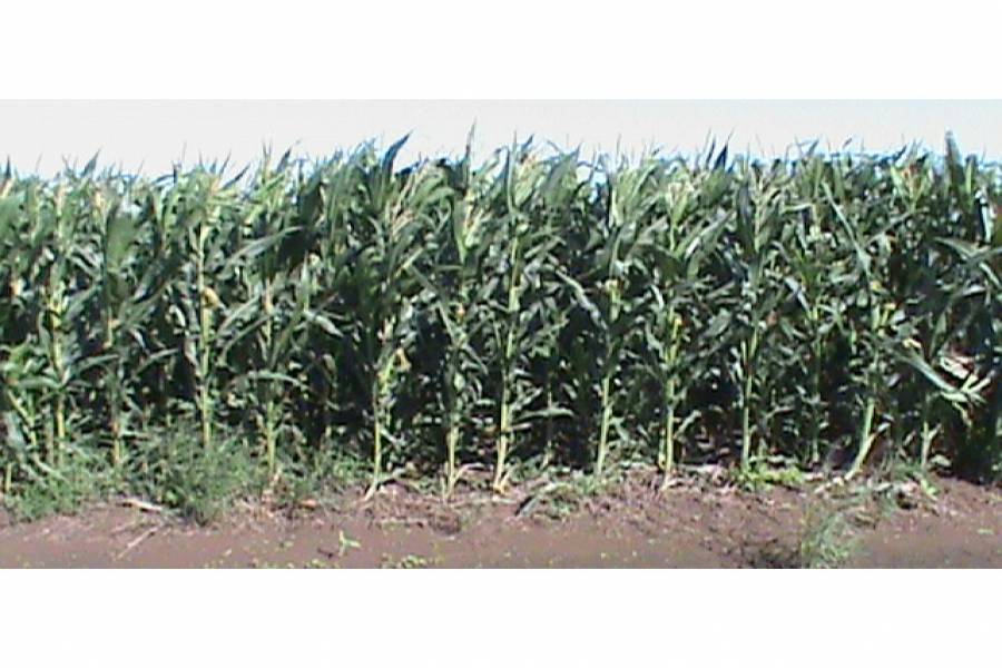 Tolloche,Salta,Campos,Ruta 16,1486