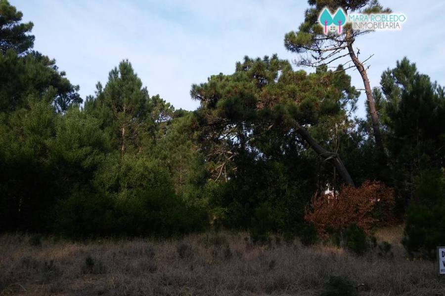 Pinamar,Buenos Aires,Argentina,Lotes-Terrenos,LOS ALAMOS,5844