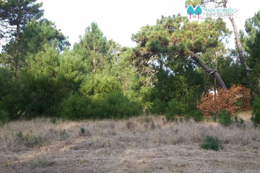 Pinamar,Buenos Aires,Argentina,Lotes-Terrenos,LOS ALAMOS,5844