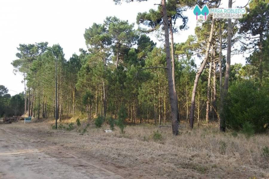 Pinamar,Buenos Aires,Argentina,Lotes-Terrenos,LOS ALAMOS,5844